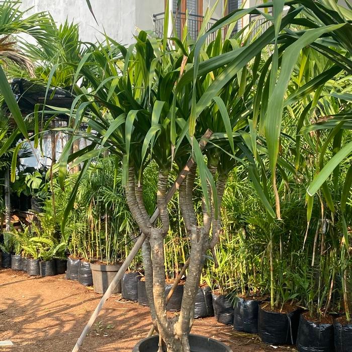 Tanaman Hias Pandan Bali Indoor Tinggi 2 Meter Up Sudah Bercabang
