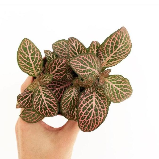 Promo TANAMAN HIAS FITTONIA ALBIVENIS RED / INCLUDE POT PUTIH TAWON Diskon