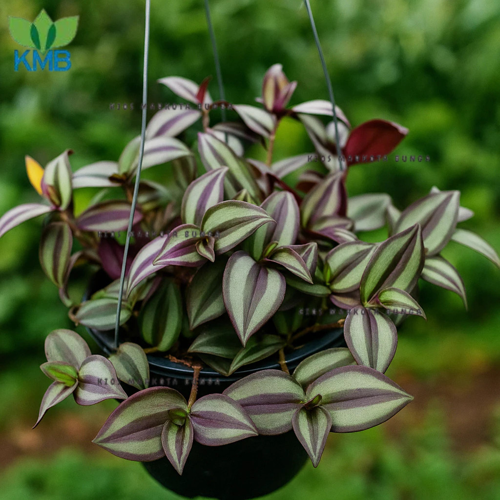 Tanaman Hias Gantung Gewor Silver / Tradescantia Zebrina + Pot