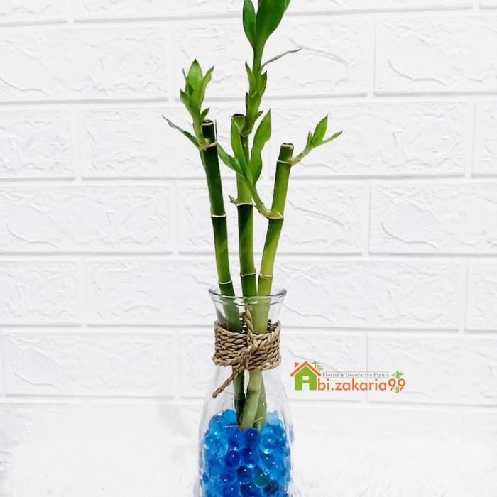 Terbaru Bambu Hoki/Bambu Rejeki/Lucky Bamboo Hidrogel Botol Karafe