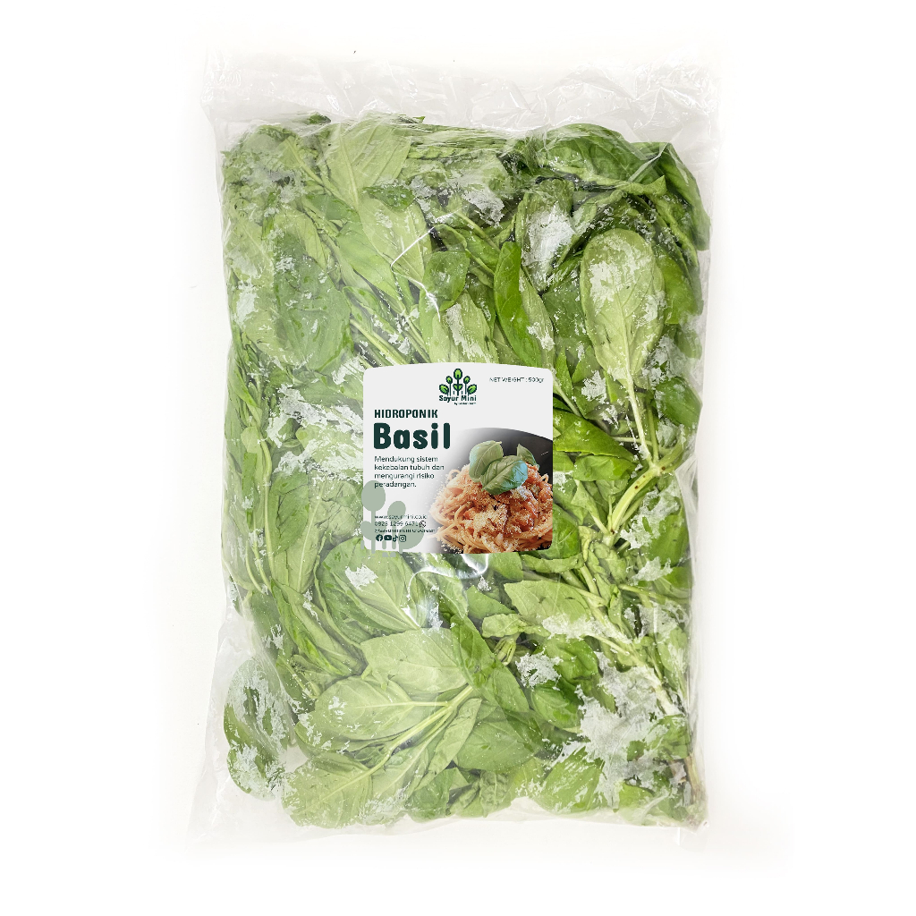 Jual Daun Basil 500gr - Italian Basil Leaves - Sayur Fresh - Sayur Mini | Shopee Indonesia
