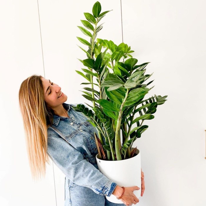 Zamioculcas Zamiifolia ZZ Plant | Pembersih Penyerap Racun Udara Zamia